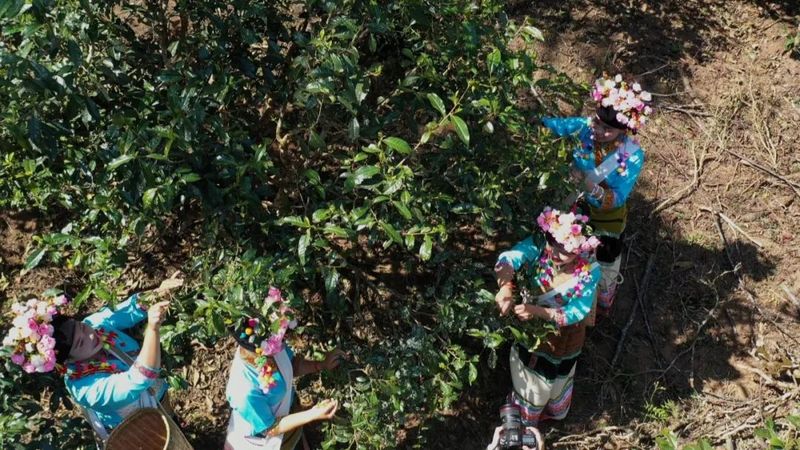 关于春到澜沧茶韵浓 春茶采摘正当时 ——景迈山举办2023年首届春茶开采节的资讯(2)