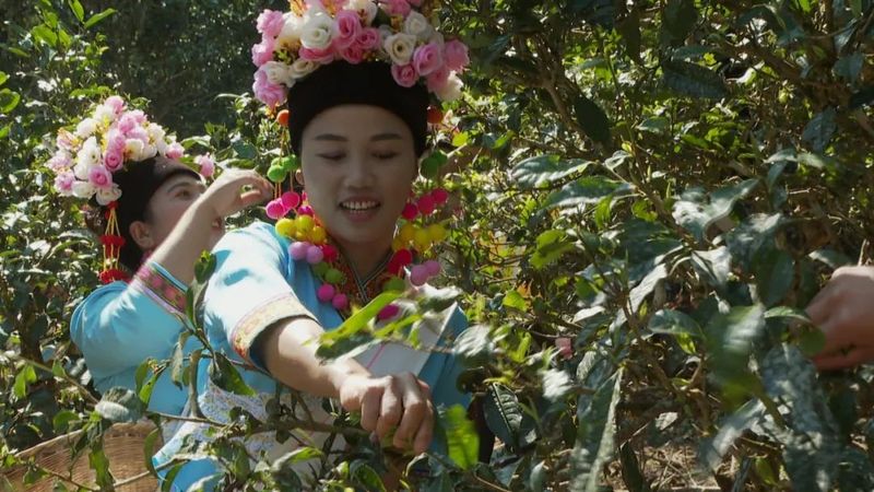 关于春到澜沧茶韵浓 春茶采摘正当时 ——景迈山举办2023年首届春茶开采节的资讯(4)