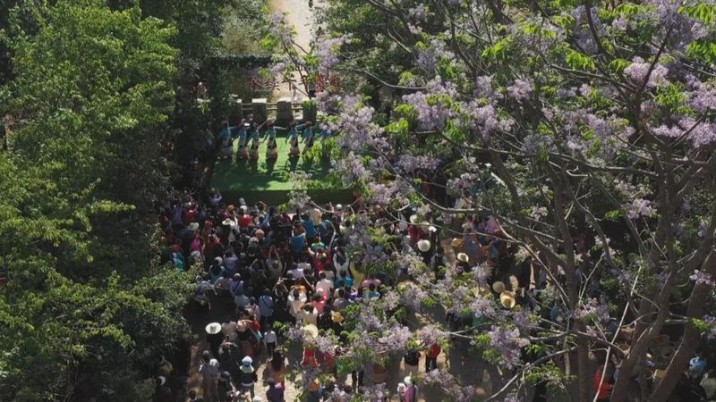 关于春到澜沧茶韵浓 春茶采摘正当时 ——景迈山举办2023年首届春茶开采节的资讯