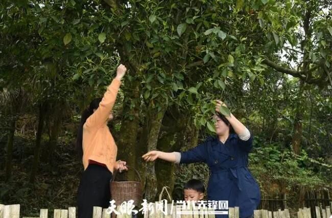 关于桐梓县尧龙山镇：千年古茶树 阳春采新芽的内容