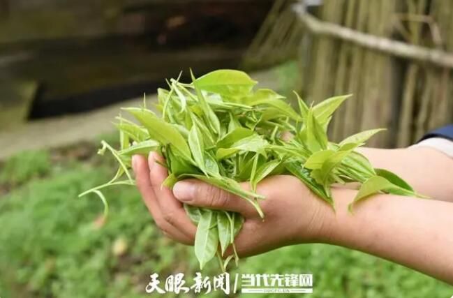 关于桐梓县尧龙山镇：千年古茶树 阳春采新芽的内容(1)