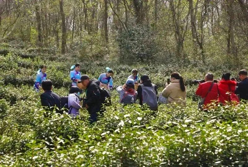 有关于江苏镇江：“金山翠芽”茶正式开采的资讯(1)