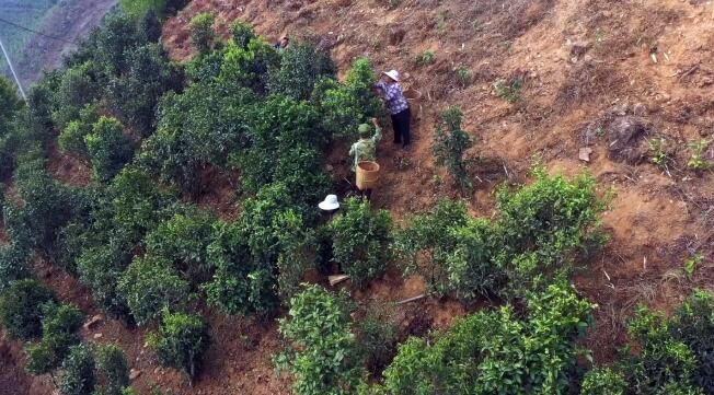 关于双江：春茶开采 满山葱绿迎丰收的相关信息