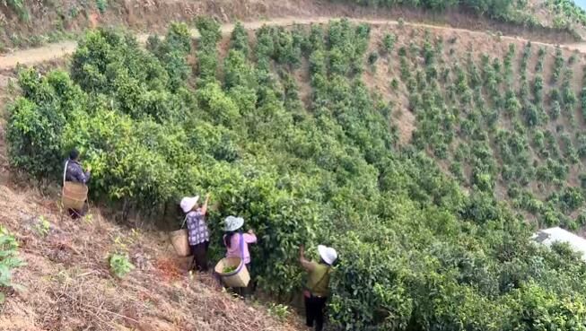 关于双江：春茶开采 满山葱绿迎丰收的相关信息(3)