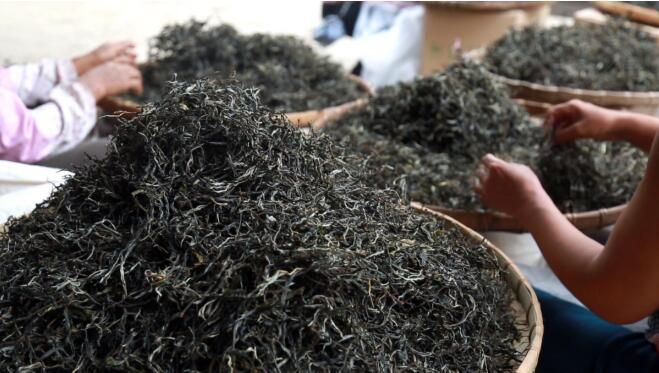 关于双江：春茶开采 满山葱绿迎丰收的相关信息(4)