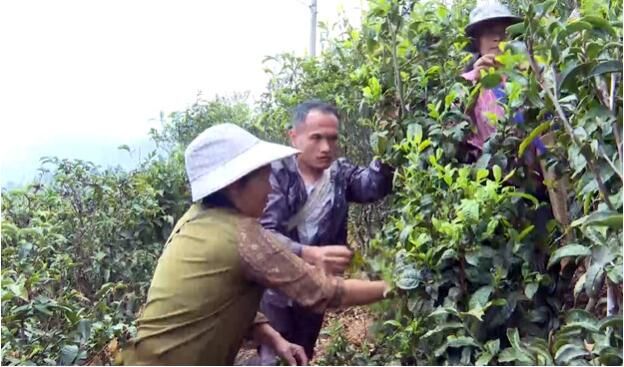 关于双江：春茶开采 满山葱绿迎丰收的相关信息(1)