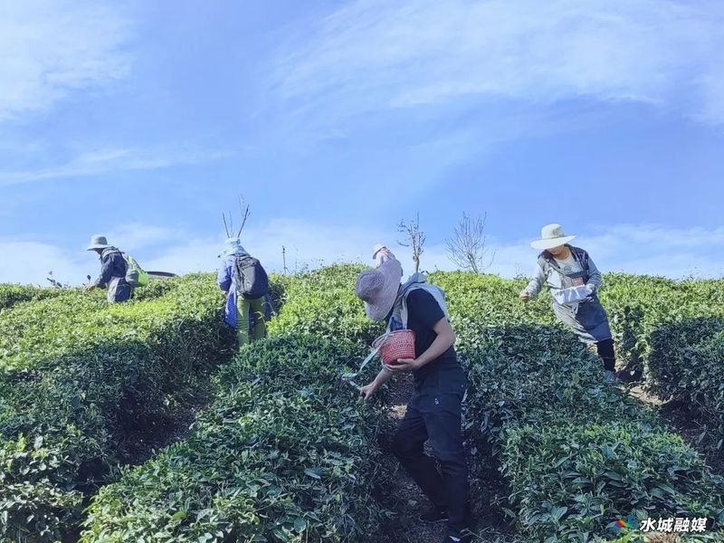 有关于水城区杨梅乡5000亩春茶全面开采的相关信息