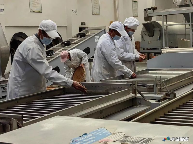 有关于水城区杨梅乡5000亩春茶全面开采的相关信息(4)