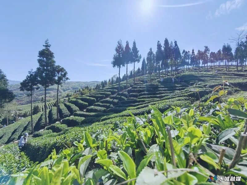 有关于水城区杨梅乡5000亩春茶全面开采的相关信息(2)