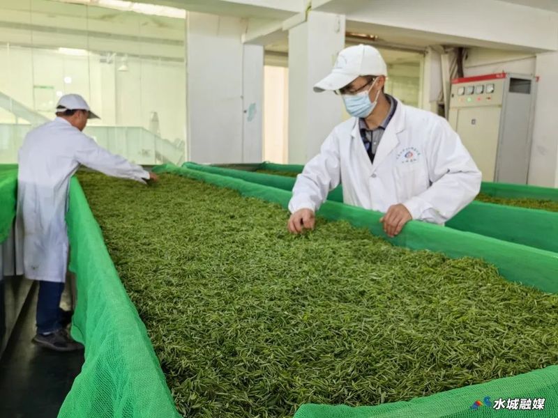 有关于水城区杨梅乡5000亩春茶全面开采的相关信息(3)