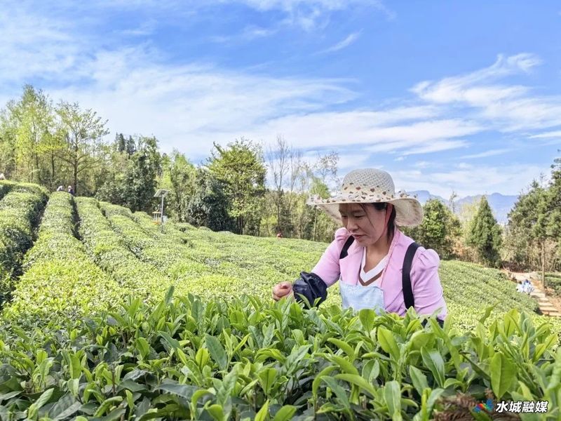 有关于水城区杨梅乡5000亩春茶全面开采的相关信息(1)