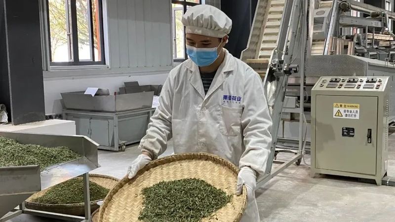 有关于2023年贵州各地春茶生产一线观察：三月正芬芳 尤有黔茶香的消息(4)
