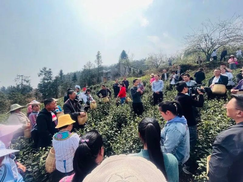 有关于2023年贵州各地春茶生产一线观察：三月正芬芳 尤有黔茶香的消息(2)