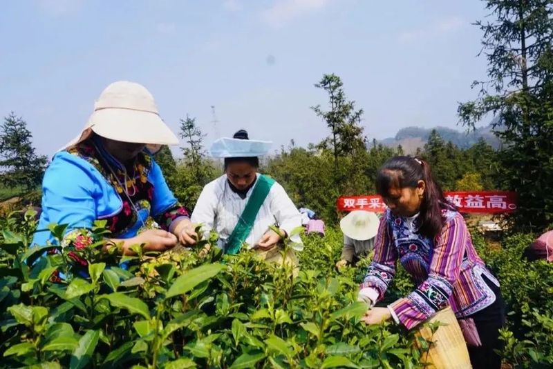 有关于2023年贵州各地春茶生产一线观察：三月正芬芳 尤有黔茶香的消息