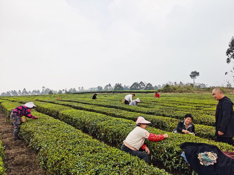 有关于茶农荷包已进账7800万！四川省自贡市荣县春茶市场火爆！的消息