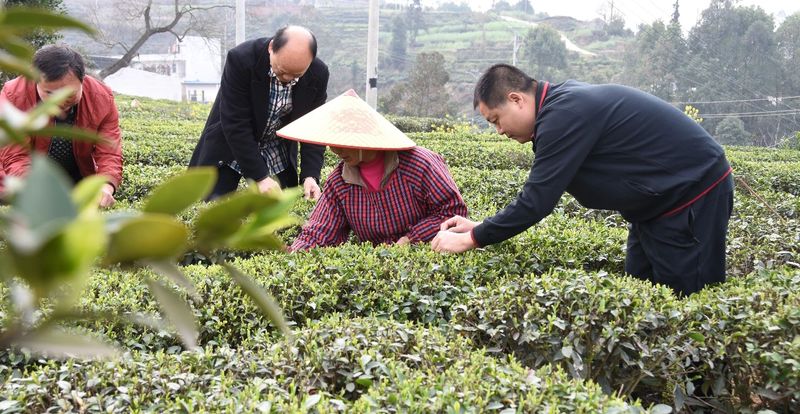 有关于茶农荷包已进账7800万！四川省自贡市荣县春茶市场火爆！的消息(1)