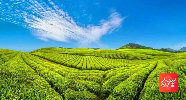 关于推动抹茶产业高质量发展！2023梵净山抹茶大会召开在即的相关信息(1)