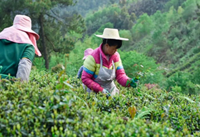 有关于多彩贵州水·梵净抹茶香  梵净山茶天下名的内容(3)