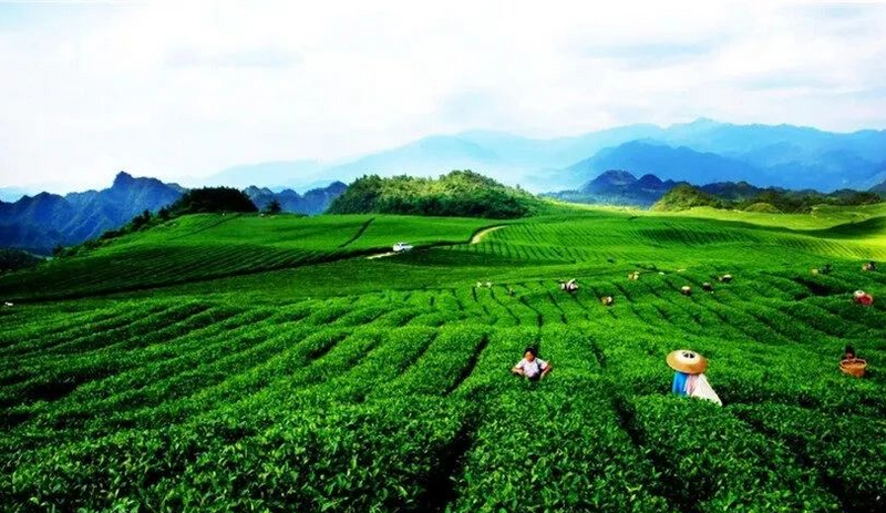 有关于多彩贵州水·梵净抹茶香  梵净山茶天下名的内容