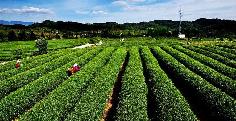 有关于多彩贵州水·梵净抹茶香  梵净山茶天下名的内容(2)