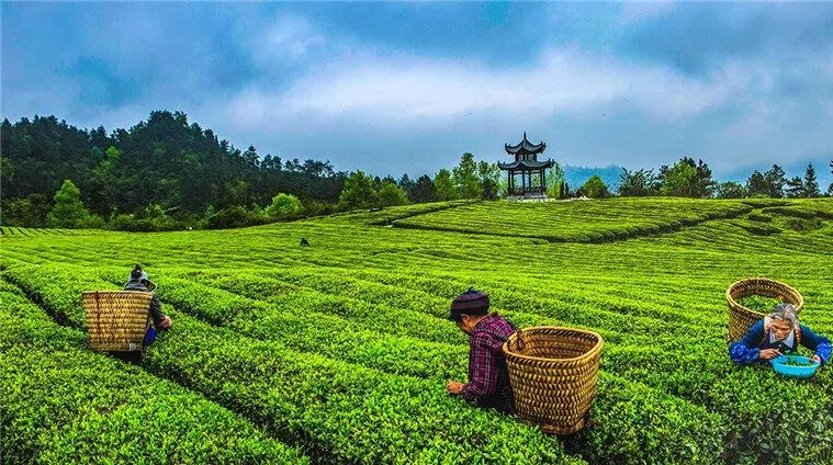 有关于多彩贵州水·梵净抹茶香  梵净山茶天下名的内容(4)