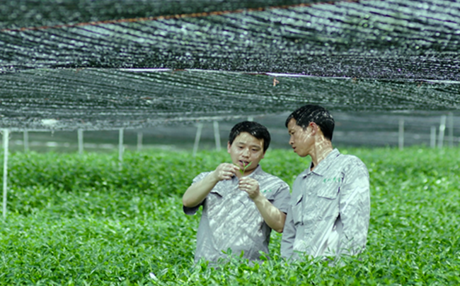 有关于多彩贵州水·梵净抹茶香  梵净山茶天下名的内容(5)
