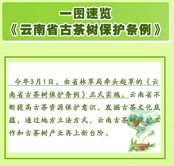 有关于守护好云南这一缕古树茶香 讲好“茶故事”的相关信息(8)