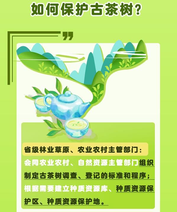 有关于守护好云南这一缕古树茶香 讲好“茶故事”的相关信息(11)