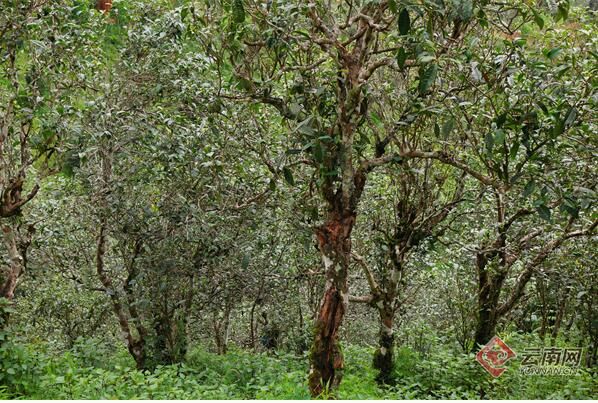 有关于守护好云南这一缕古树茶香 讲好“茶故事”的相关信息(3)