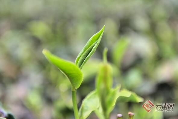 有关于守护好云南这一缕古树茶香 讲好“茶故事”的相关信息(2)