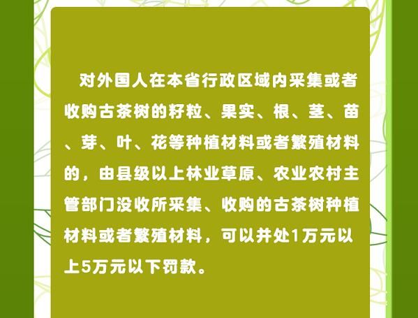 有关于守护好云南这一缕古树茶香 讲好“茶故事”的相关信息(20)