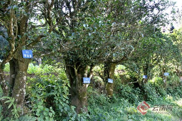 有关于守护好云南这一缕古树茶香 讲好“茶故事”的相关信息(6)