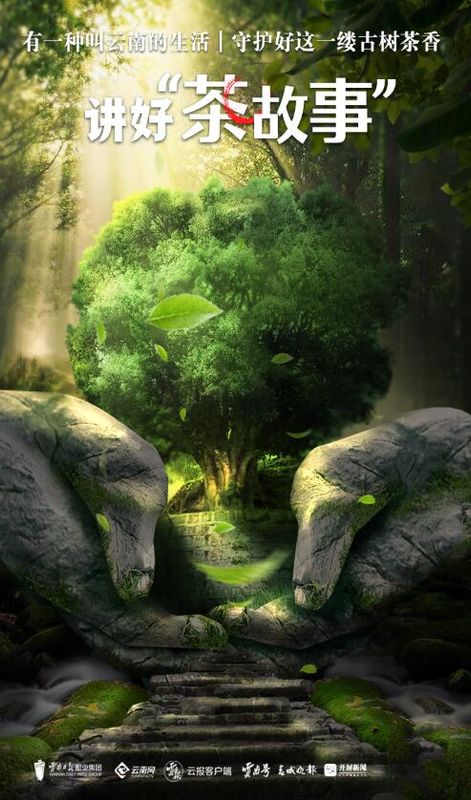 有关于守护好云南这一缕古树茶香 讲好“茶故事”的相关信息