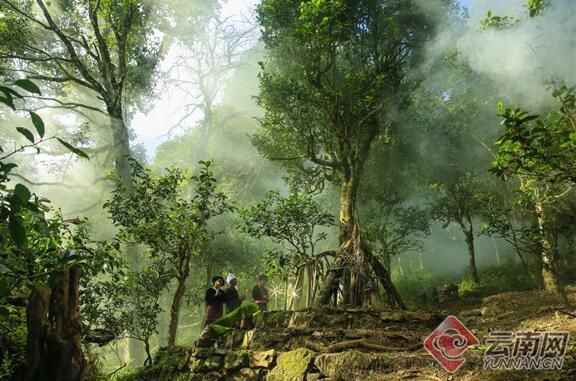 有关于守护好云南这一缕古树茶香 讲好“茶故事”的相关信息(7)