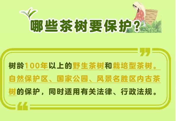 有关于守护好云南这一缕古树茶香 讲好“茶故事”的相关信息(9)