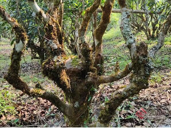 有关于守护好云南这一缕古树茶香 讲好“茶故事”的相关信息(4)