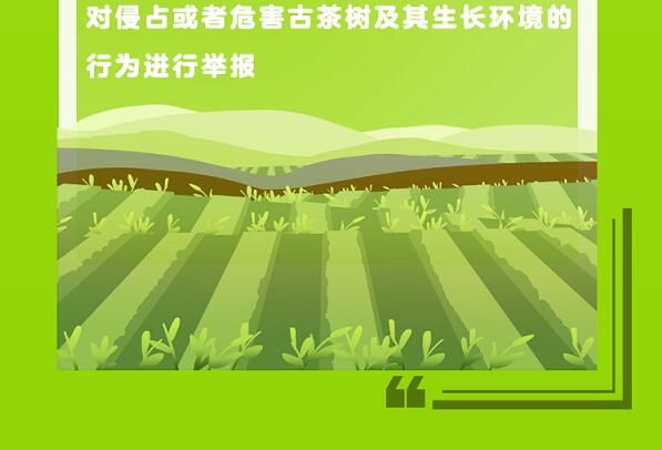 有关于守护好云南这一缕古树茶香 讲好“茶故事”的相关信息(15)