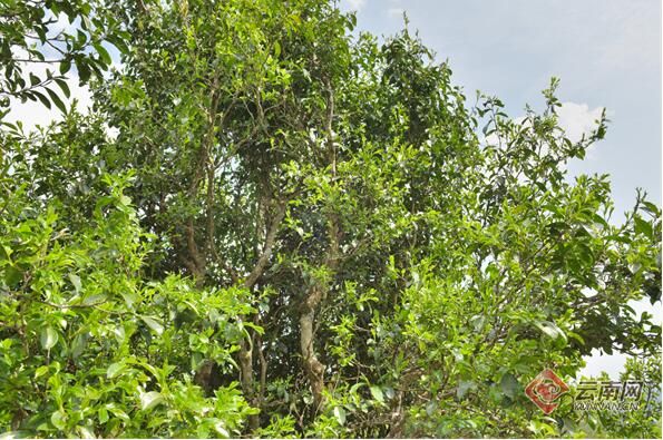 有关于守护好云南这一缕古树茶香 讲好“茶故事”的相关信息(1)