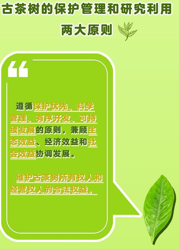 有关于守护好云南这一缕古树茶香 讲好“茶故事”的相关信息(10)