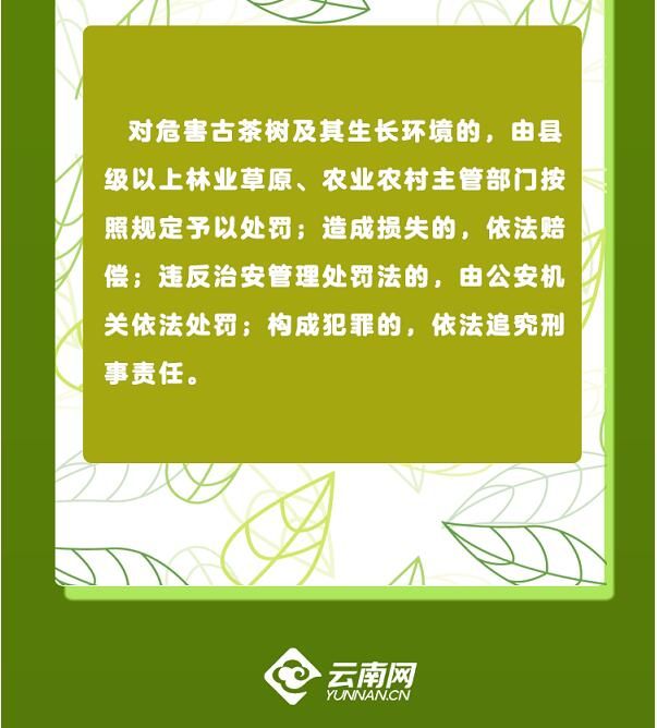 有关于守护好云南这一缕古树茶香 讲好“茶故事”的相关信息(21)