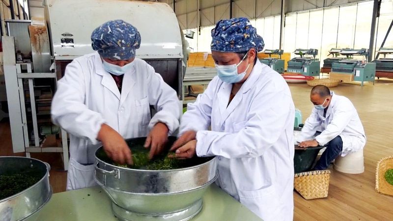 有关于凤冈：春茶开采  开启美丽乡村“茶经济”的相关信息(3)