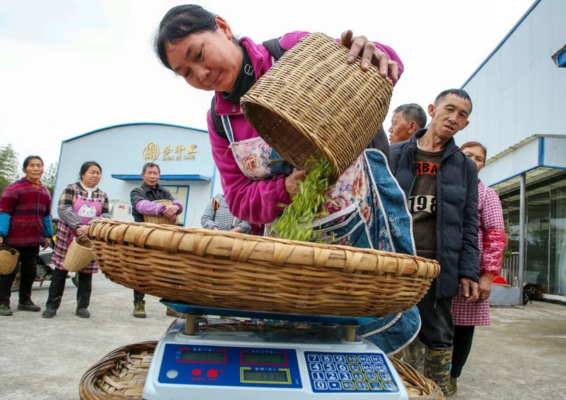 有关于凤冈：春茶开采  开启美丽乡村“茶经济”的相关信息(2)