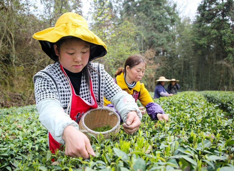 有关于凤冈：春茶开采  开启美丽乡村“茶经济”的相关信息(1)