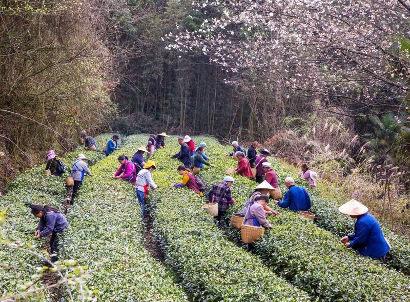 有关于凤冈：春茶开采  开启美丽乡村“茶经济”的相关信息