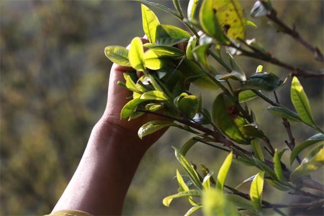 关于2023年冰岛南迫古树春茶价格2000-3500元的消息