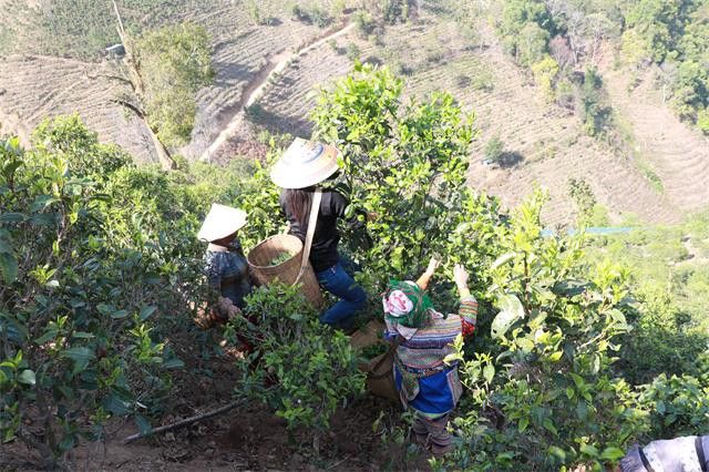 关于2023年冰岛南迫古树春茶价格2000-3500元的消息(2)