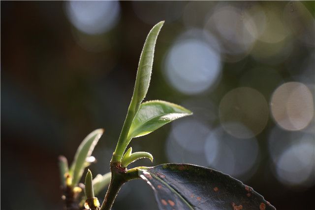关于2023年冰岛南迫古树春茶价格2000-3500元的消息(1)