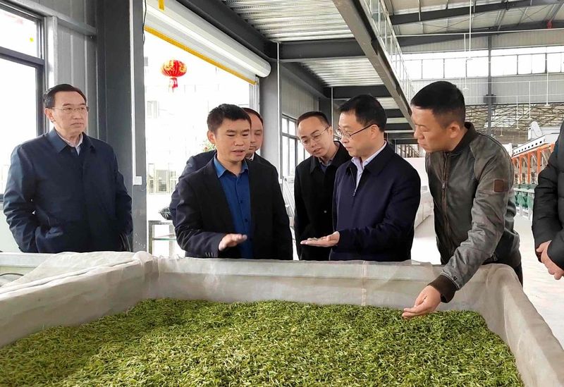 关于湄潭县委书记沈建通调研茶产业发展工作的最新消息