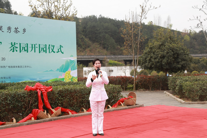 有关于汉中仙毫今日在“中国最美茶乡”西乡枣园东裕茗园开采上市！的最新消息(5)