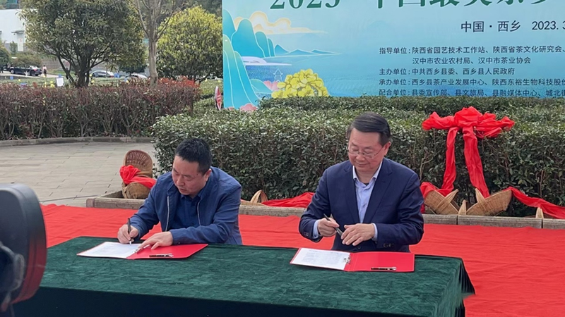 有关于汉中仙毫今日在“中国最美茶乡”西乡枣园东裕茗园开采上市！的最新消息(13)